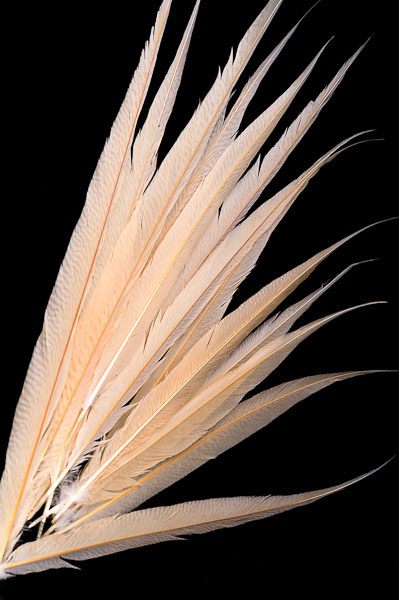 Ontdek de nieuwe items